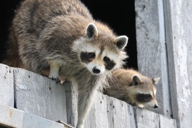 Dos mapaches que suben en una cerca de madera