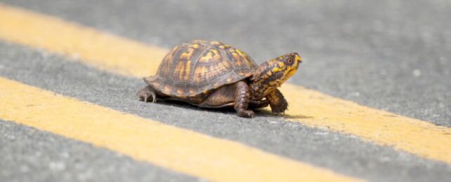 Una tortuga cruzando un tramo de carretera con líneas amarillas