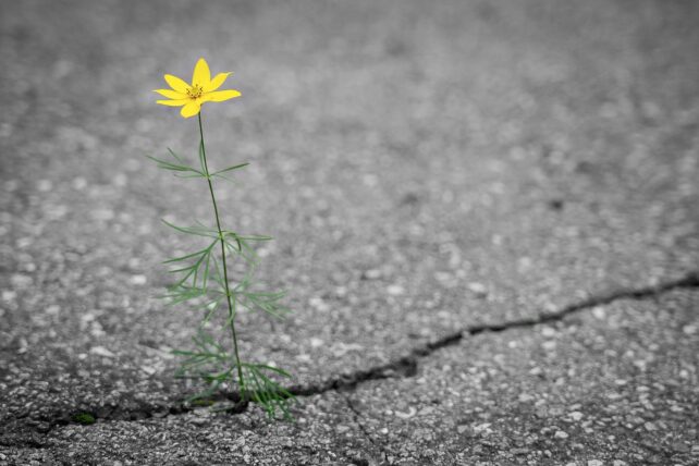Una flor amarilla solitaria que crece a través de una grieta en un camino