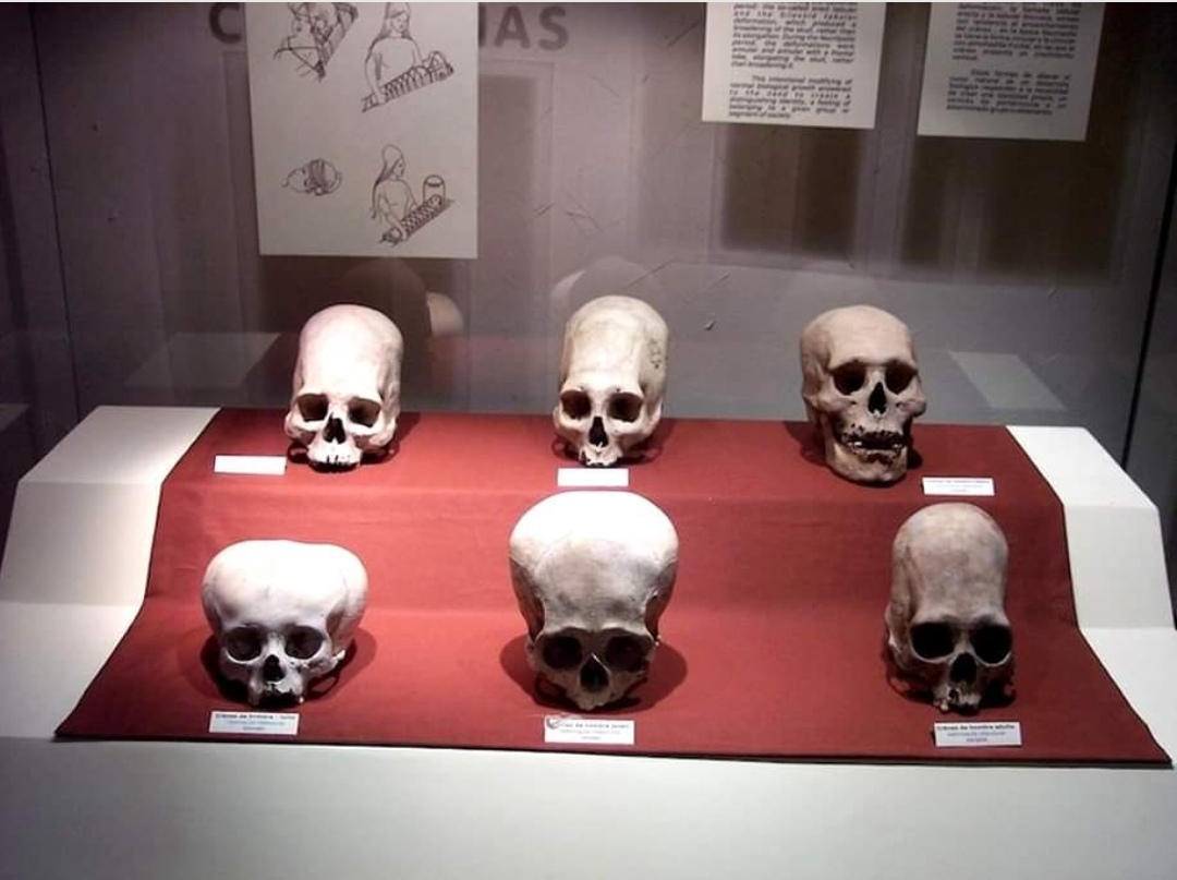 Cráneos de la cultura andina Paracas, en el Museo Nacional de Arqueología, Antropología e Historia del Perú, en Lima. Es notorio que algunos de ellos son alargados y otros modificados.