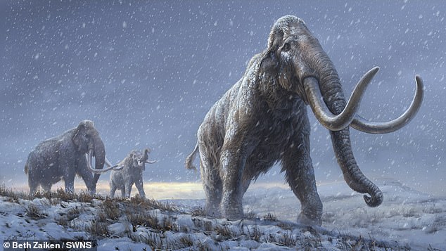 Los científicos creen que los mamuts esteparios fueron uno de los más grandes que jamás caminaron por el planeta.