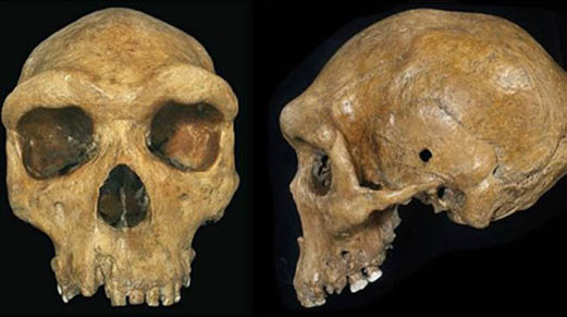 Una réplica del cráneo con un posible agujero de bala encontrado en Hill / Kabwe, del Museo en Livingstone, Zambia.