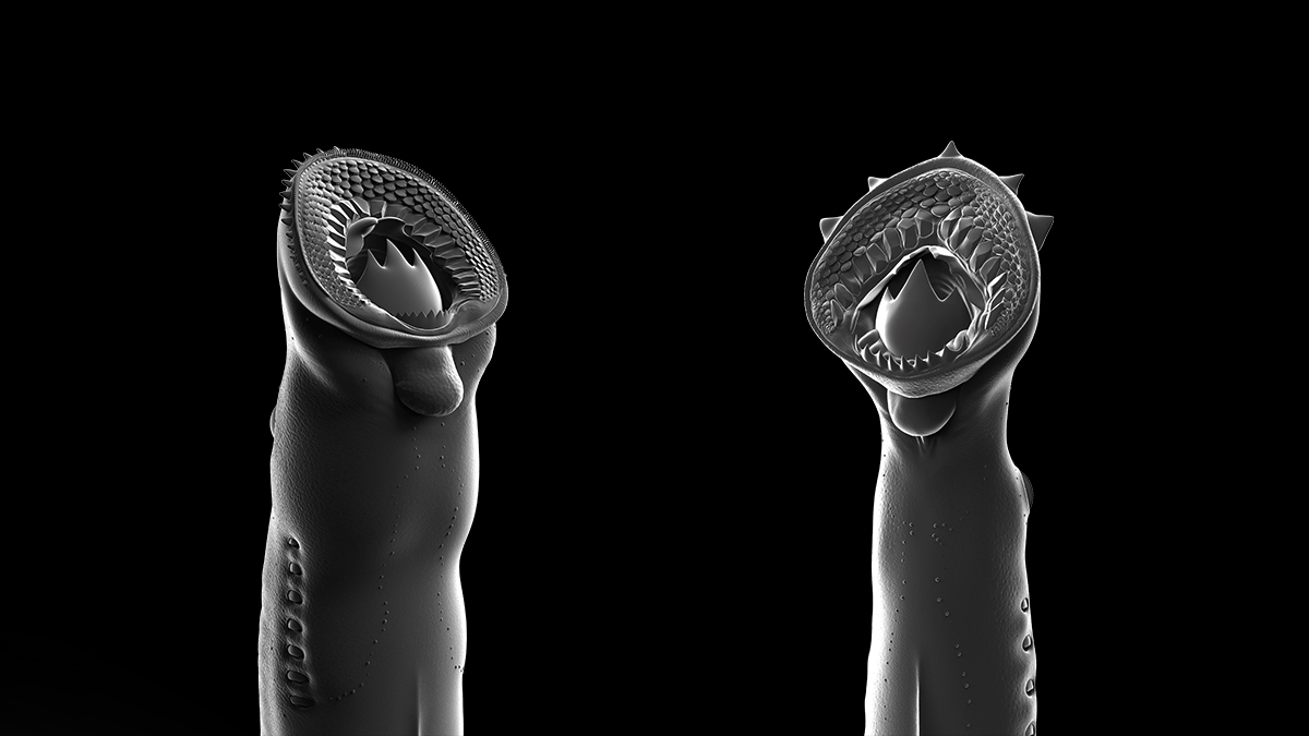 Estas lampreas del Jurásico tienen las 'estructuras de mordida' más poderosas entre las lampreas fósiles conocidas