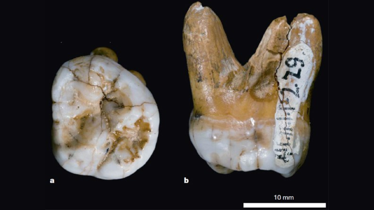 En 1984 se descubrió un molar. Posteriormente, en 2000 y 2010 – dos molares más