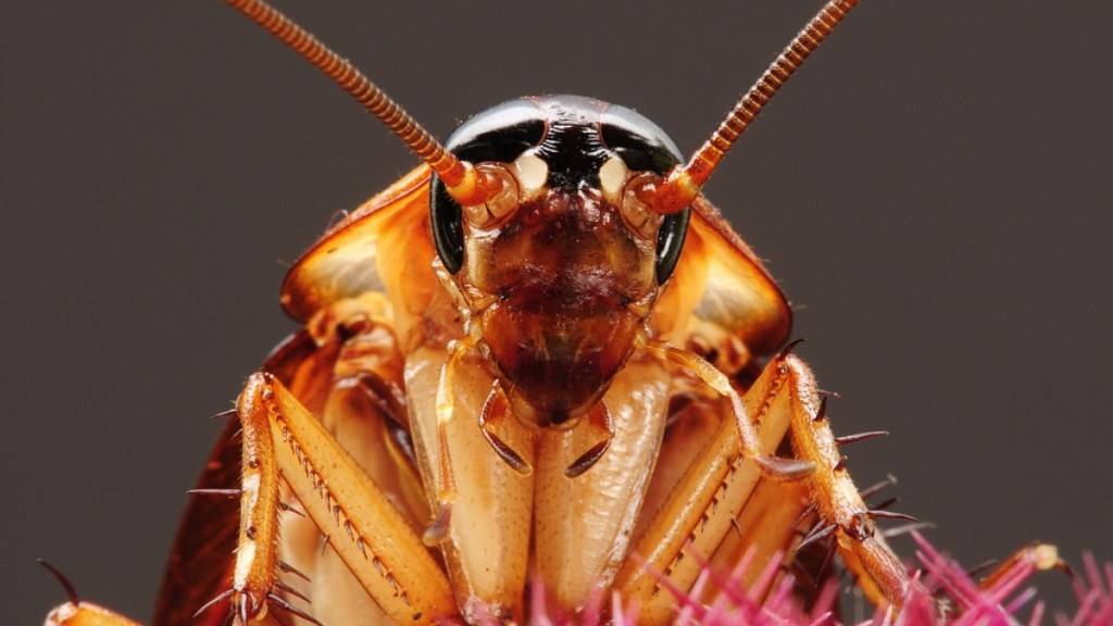 ¿Por qué se promueve el consumo de insectos y los funcionarios intentan desesperadamente alimentarnos con cucarachas? ¿Se avecinan tiempos de hambruna y escasez de alimentos? 1
