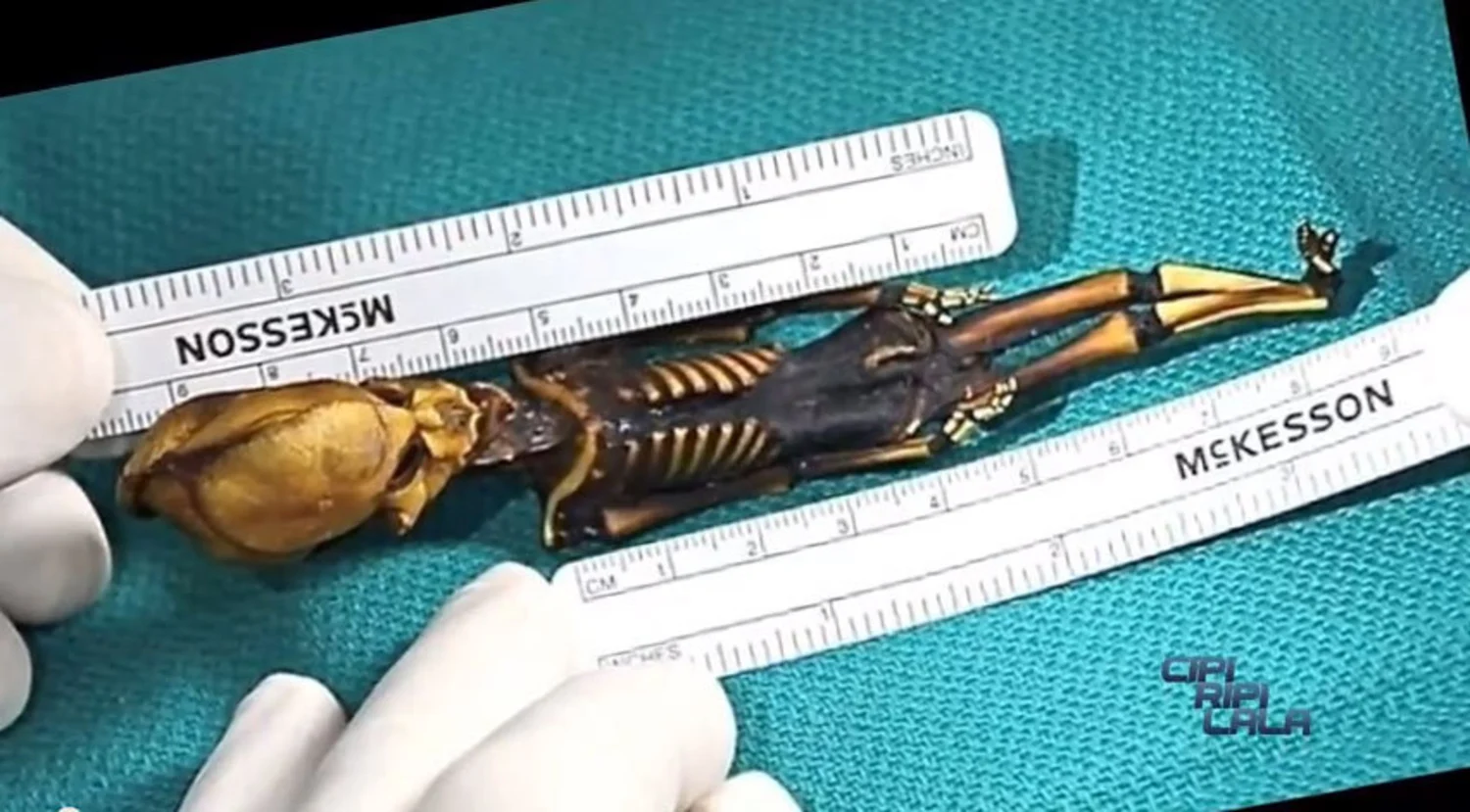 El comprador de una momia 'alienígena' afirma que se trata de una diminuta especie humana extinta (2)