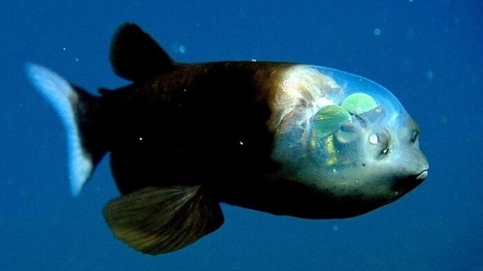 Un pez con ojos de barril y cabeza transparente.