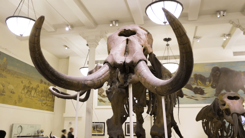 un cráneo de mamut que se parece un poco al cíclope