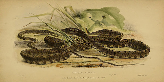 7 criaturas fascinantes de los bestiarios medievales 7 criaturas fascinantes de los bestiarios medievales