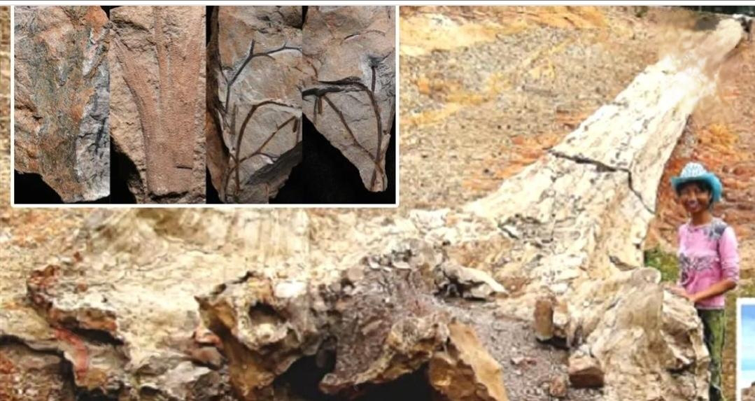 El bosque fosilizado descubierto en el Reino Unido es el más antiguo jamás encontrado: tiene 390 millones de años