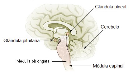La Glándula Pineal y el cono de pino: ¿parte de una sabiduría extraterrestre?.