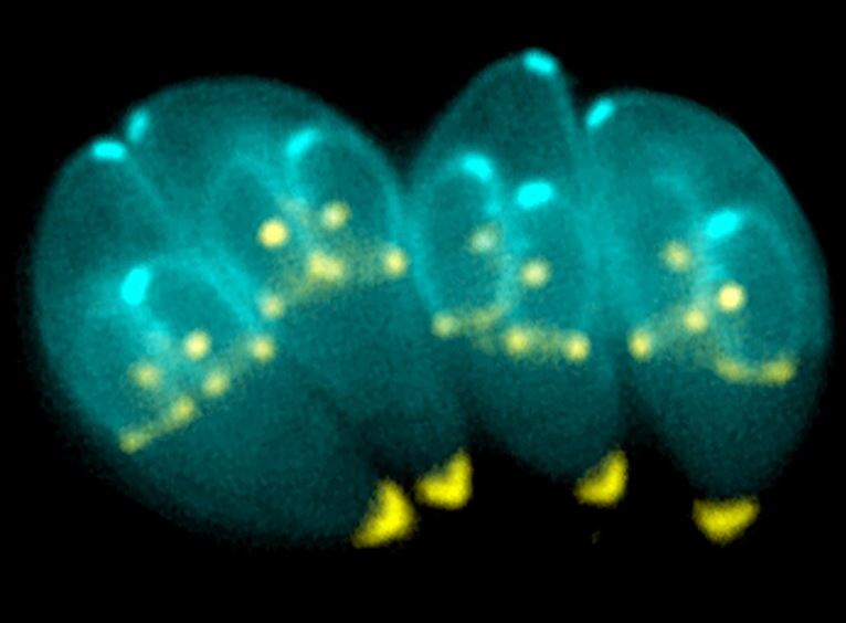 T.gondii es un parásito intracelular con un citoesqueleto probablemente especializado para la invasión de células que parasitar.