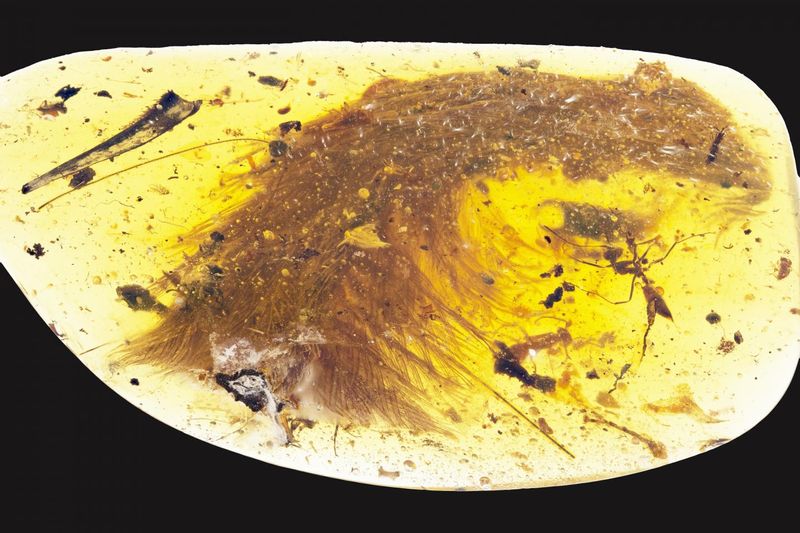 Esta hermosa “planta” atrapada en ámbar resultó ser una cola de dinosaurio