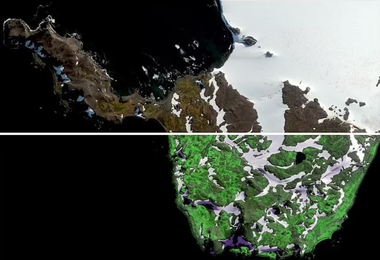 Imagen del satélite WorldView-2 de la isla Robert (arriba) y la misma imagen tras el análisis, que muestra zonas de vegetación en verde brillante (abajo).