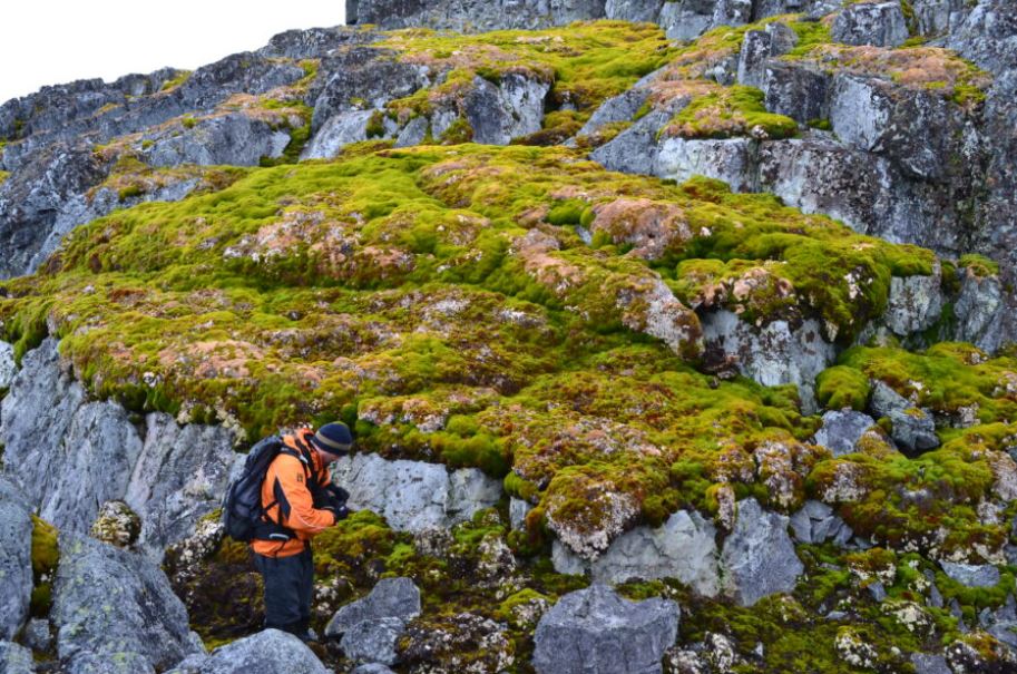 La investigación sugiere que es probable que la extensión del reverdecimiento en la Antártida siga aumentando, a medida que los ecosistemas emergentes crezcan y se establezcan, y el clima se caliente