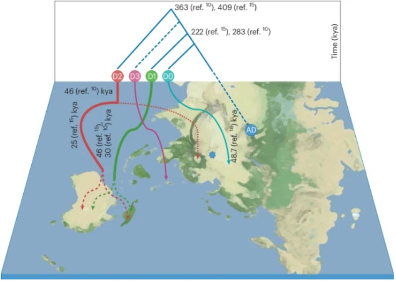 Las ramificaciones de las poblaciones denisovanas han afectado a los genes de las poblaciones humanas modernas de Oceanía, el sudeste asiático y Siberia.