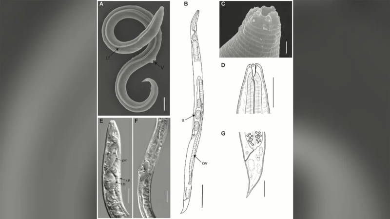 Llevaba 46.000 años congelado en el permafrost, pero estaba completamente vivo. Tiene la clave para desbloquear los misterios de la genética