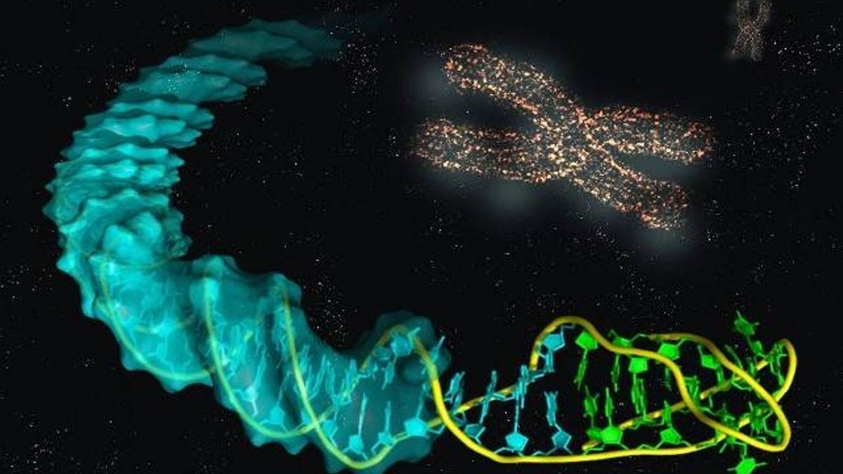 Un experimento de edición genética consigue eliminar 'in vitro' el cromosoma extra que causa el síndrome de Down