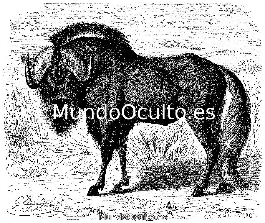 El Animal Que Con Su Aliento Te Convertirá en Piedra