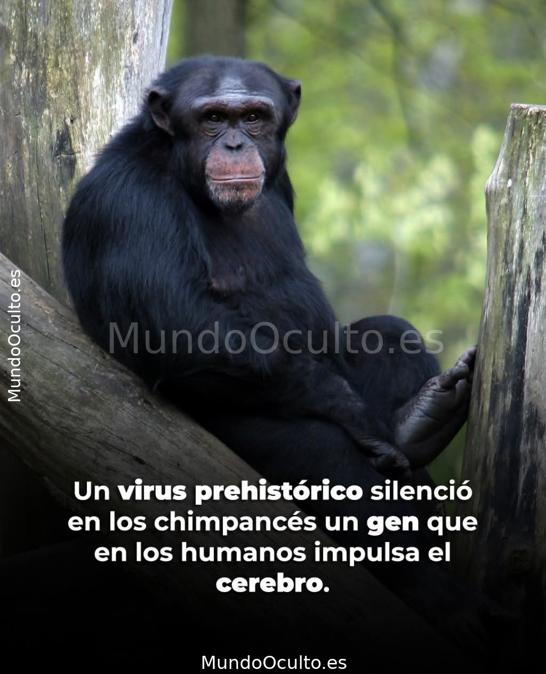 ​El virus prehistórico  separó caminos: cómo una pandemia prehistórica silenció un gen cerebral en los chimpancés